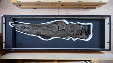 Ichthyosaur skull in a wooden packing crate.
