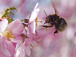 A bumblebee aims for a cherry tree blossom in Erfurt, central Germany.
