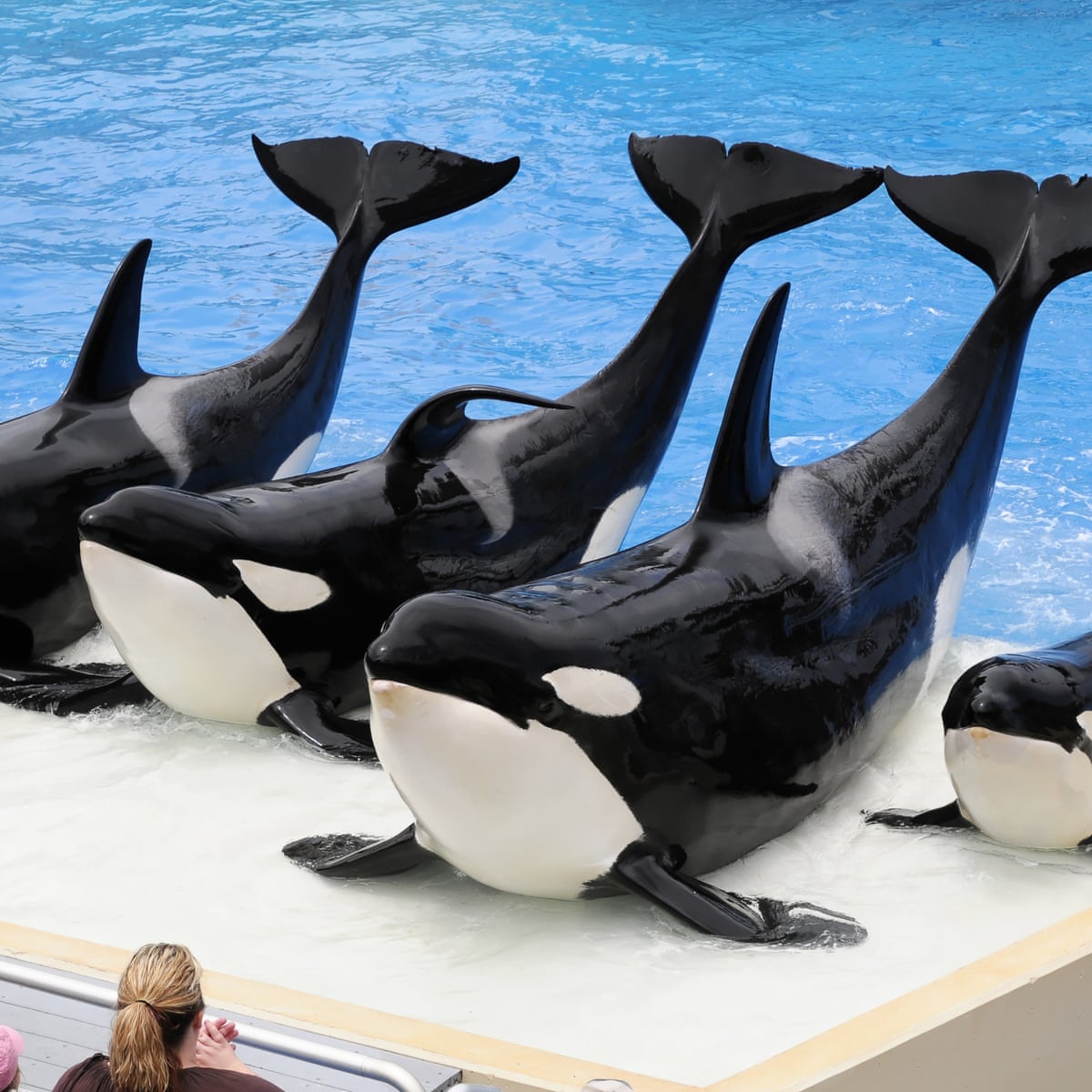 My Film Blackfish Plunged Seaworld Into Crisis But It S Not Only