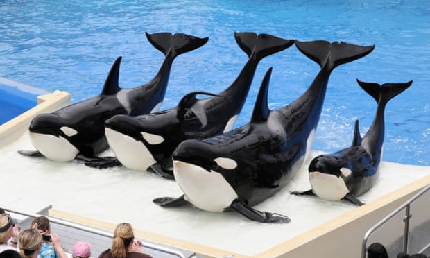 Trained killer whales at SeaWorld in San Diego, California.