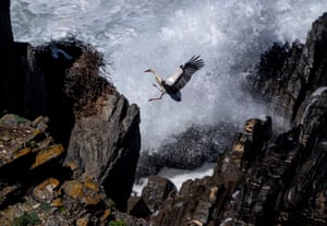 Uma cegonha voa para o seu ninho nas falésias acima do Oceano Atlântico em Cabo Sardão, Portugal
