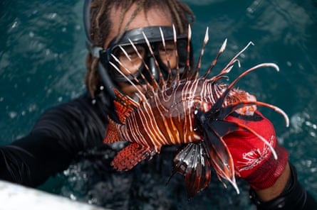 A diver in a snorkel and wetsuit holds a lionfish