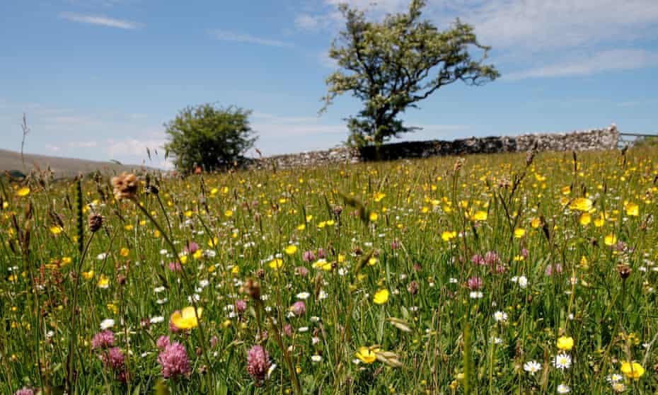 A wildflower meadow at Bowber Head farm in Cumbria, one of the 10 projects aimed at helping nature recover.