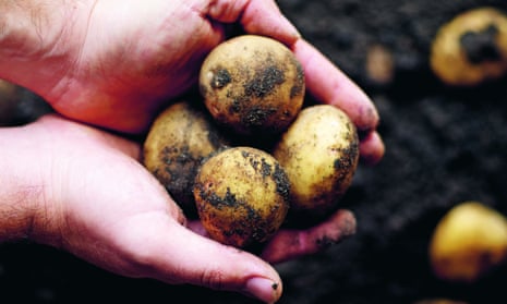 Hands harvesting home grown potatoes from the soil