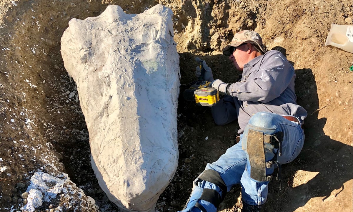 How a ranger stumbled upon one of the largest fossil finds in California history | California | The Guardian