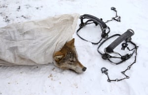 Belarus
A dead wolf in a bag in the village of Khrapkovo.