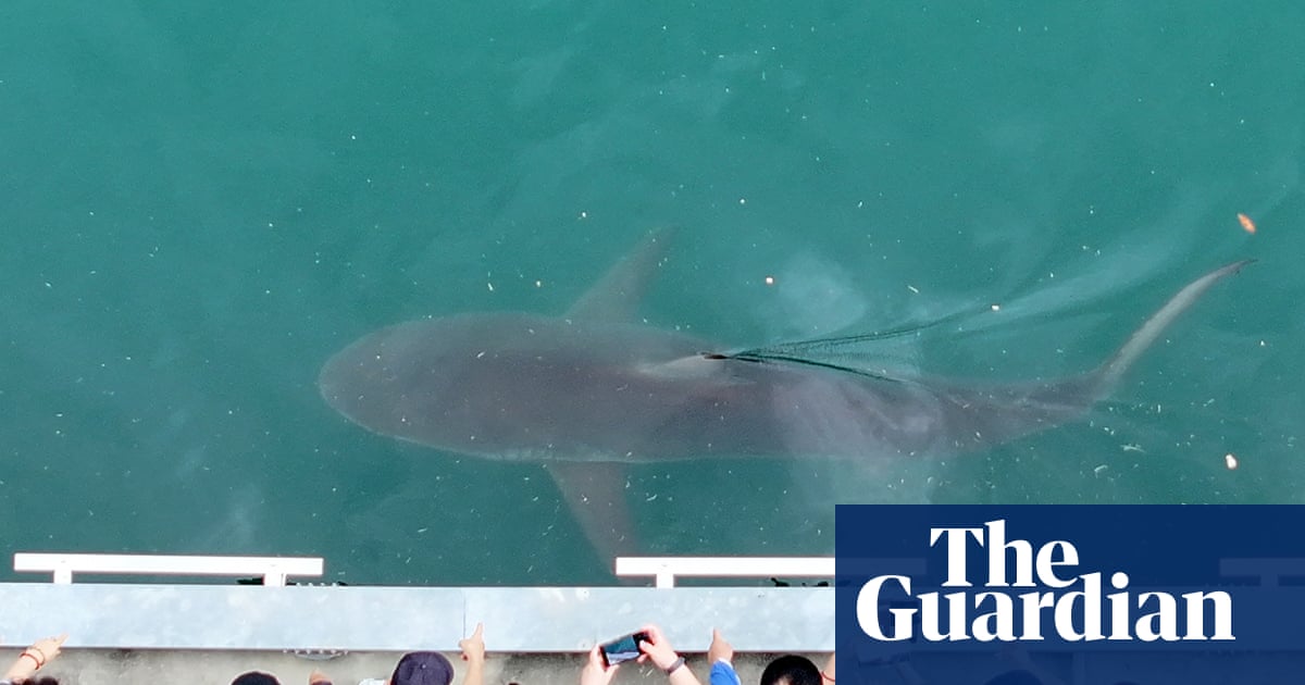 After dark, these YouTubers watch over an unlikely charge – a shark stuck in a South Korean canal