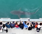 After dark, these YouTubers watch over an unlikely charge – a shark stuck in a South Korean canal