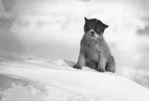 Blizzard, the pup in Antarctica