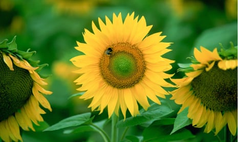 Bees on sunflower plant, Loire Valley, France.