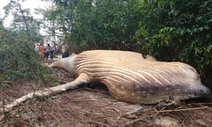 Disconcerting out-of-placeness ... the humpback whale in the Amazon rainforest.