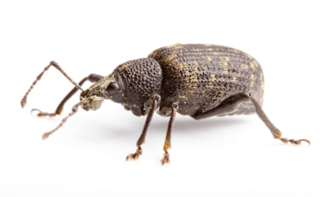 Outdoor attacks by the black vine weevil, Otiorhynchus sulcatus, are rarely fatal but they weaken the plant.