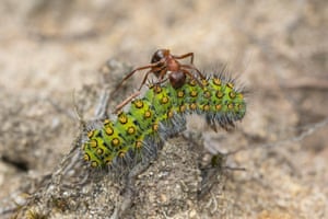 An emperor moth caterpillar being harassed by a wood ant, Hankley Common, Surrey, UK