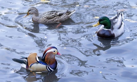 A Mandarin duck swims in a Central Park pond with more common ducks