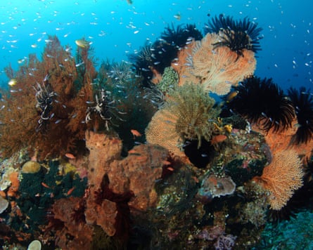 Crinoids and soft coral covering a ample sponge, Spice Islands, Maluku Region, Halmahera, Indonesia, Pacific Ocean