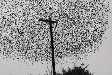 Birds on the Post, Highway, Guanajuato, 1990.