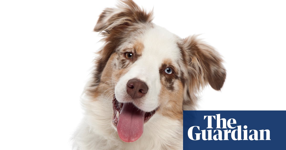 Rescue dogs, stolen goods and kids crashing cars – take the Thursday quiz