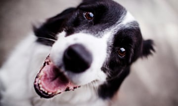 A border collie