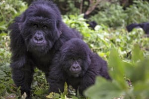Uganda’s forests hold some of the world’s most endangered species, and are one of only three places in the world where mountain gorillas can still be found in the wilderness.