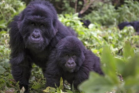 Uganda’s forests hold some of the world’s most endangered species, and are one of only three places in the world where mountain gorillas can still be found in the wilderness.