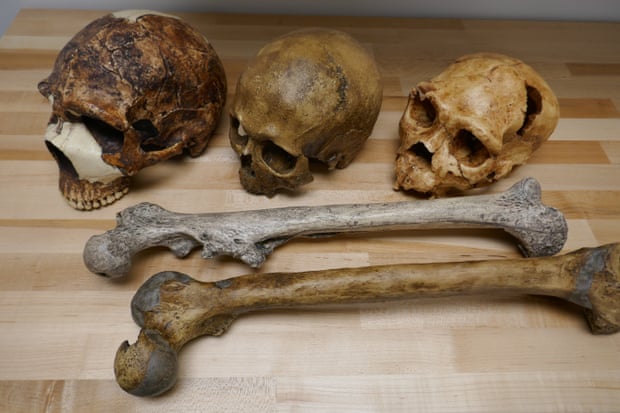 These human fossils illustrate variation in brain (skulls) and body size (thigh bones) relating to environmental factors. Skulls from left: Neanderthal (55,000 years old), discovered in Israel; Homo sapiens (32,000 years), France; Middle Pleistocene Homo, (430,000 years), Spain.