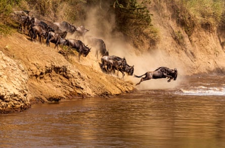 Wildebeest leap into a river