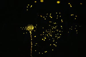 Firefly lights in the darkness