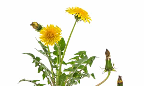 Why The Dandelion Blows Away Some Plant Collectors Gardening Advice The Guardian