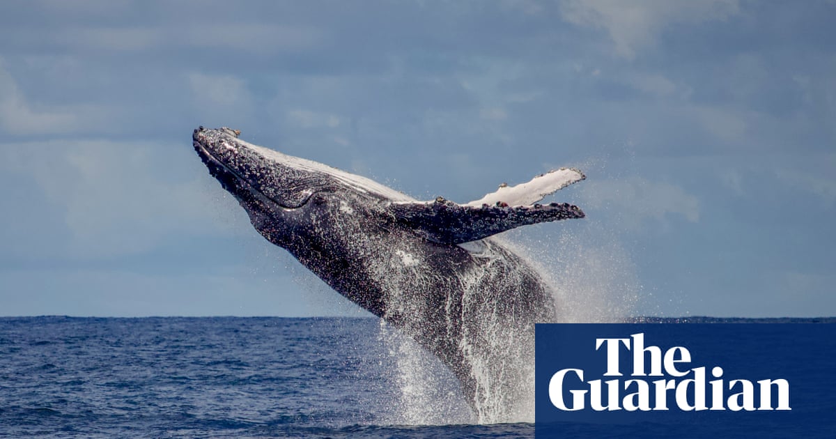 Humpbacks return to Rio: the whales are back from the brink of extinction – but will tourism help or hinder?