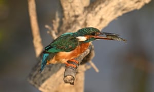 A kingfisher with shiny blue-green feathers on its back and an orange-brown belly perches on a branch with a small fish in its beak