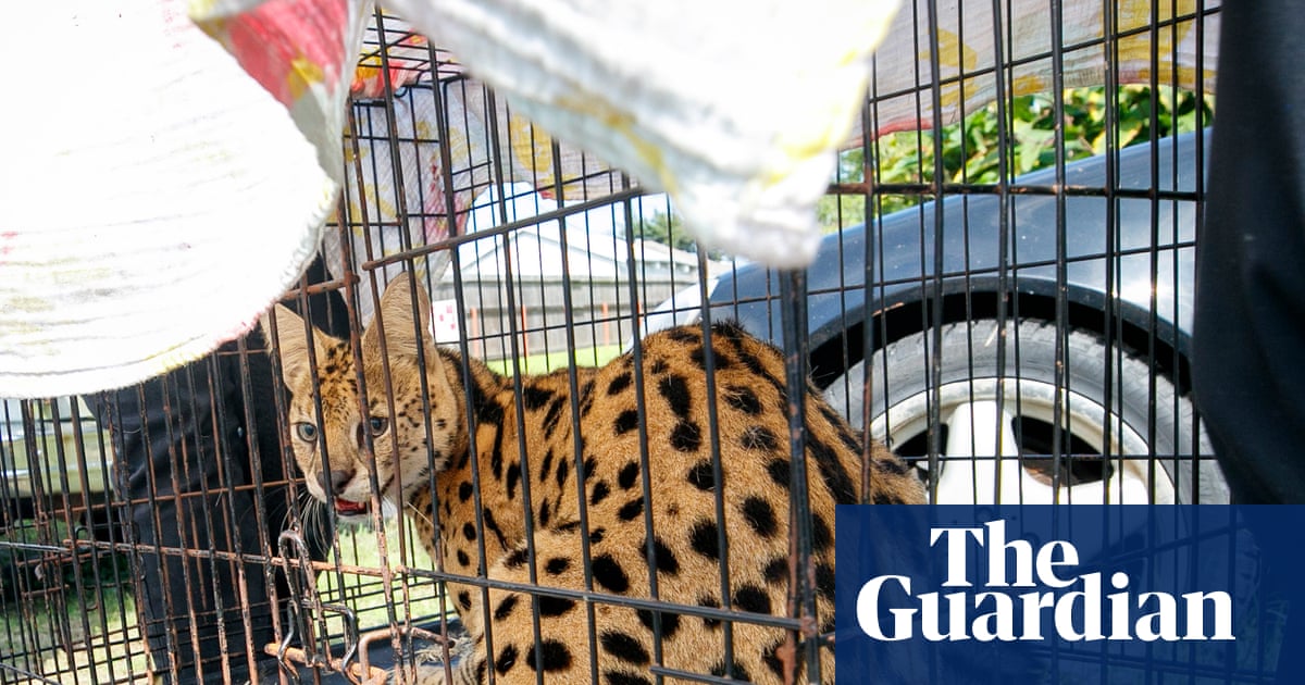 Louisiana firefighters find feline native to sub-Saharan Africa while responding to house fire