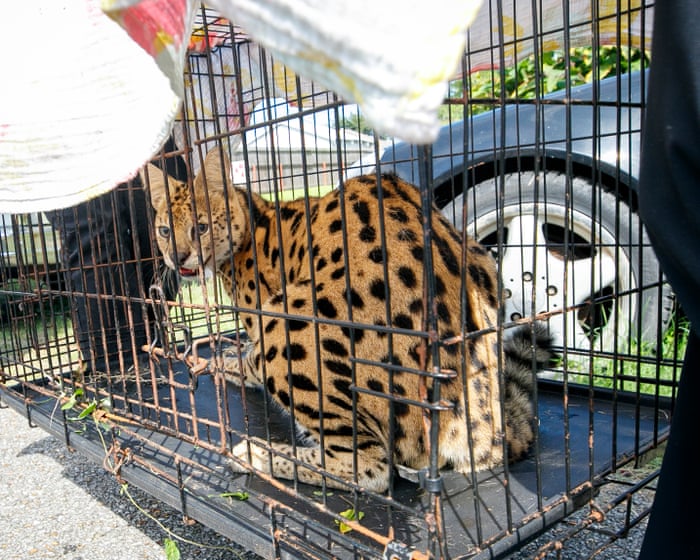 Louisiana firefighters find feline native to sub-Saharan Africa while responding to house fire