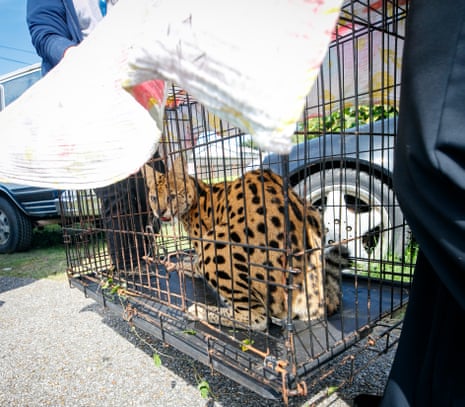 A spotted serval cat crouches inside a wire cage in an animal welfare transport carrier