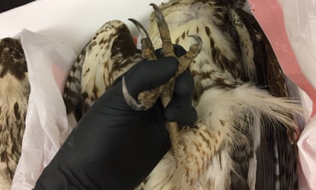 a bird's foot is examined