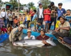 ‘Death spiral’: Mekong River megafish have shrunk by half, study reveals