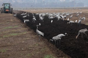 Migrating cranes rest in the Hula Valley in northern Israel