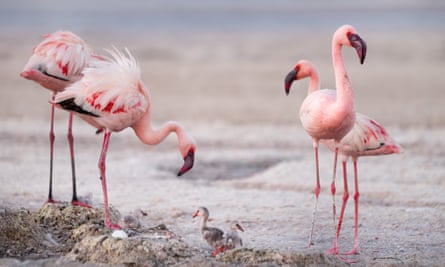 Flamingos nurture their chicks on Lake Natron, Tanzania.