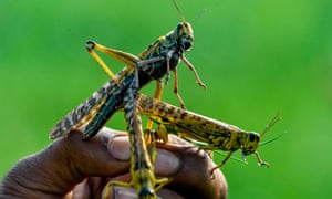 Pakistan locusts