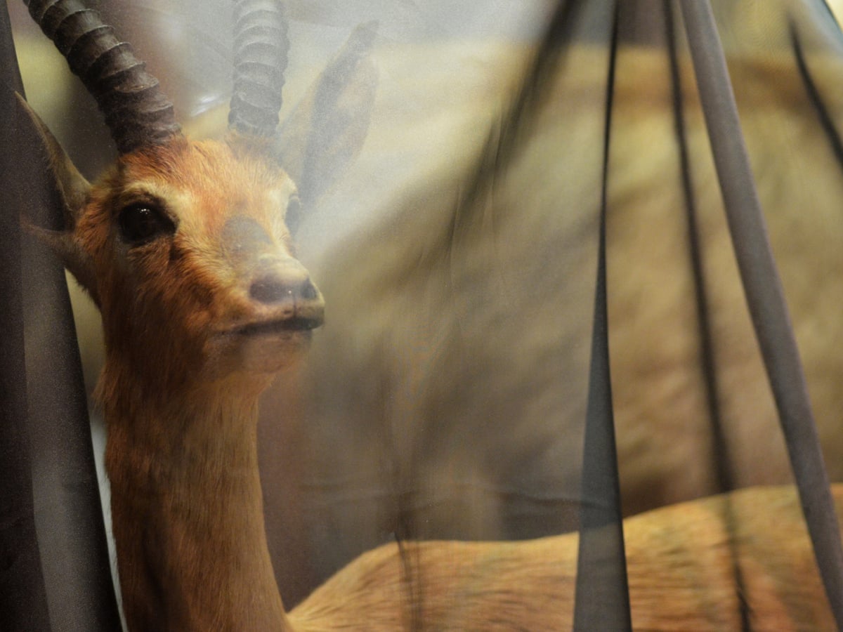 Museum Shrouds Endangered Wildlife Exhibits In Mourning Veil Biodiversity The Guardian