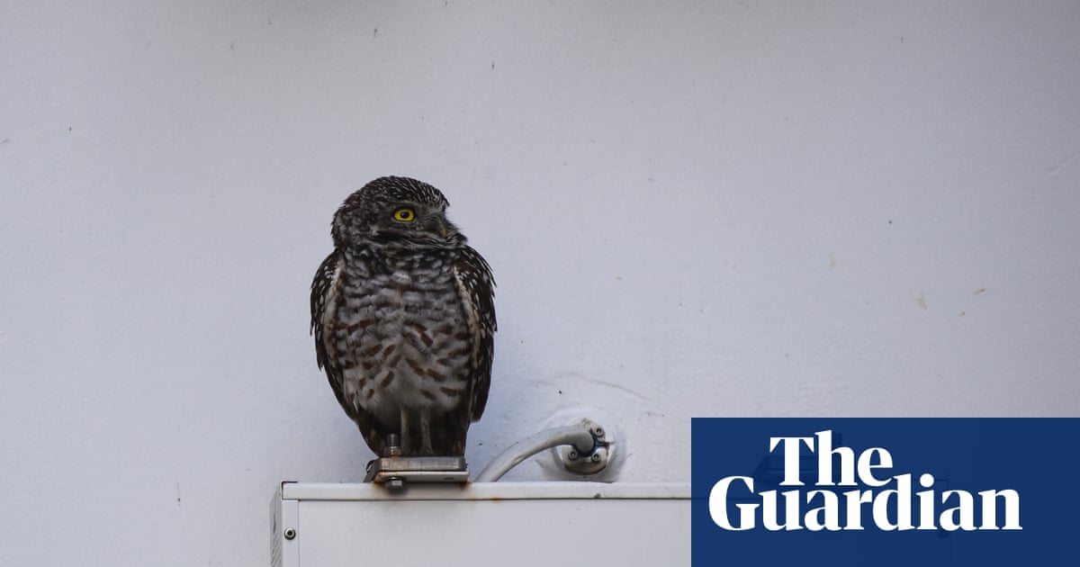 Cruise-ship stowaway owls set for US return after living it up at Spanish resort