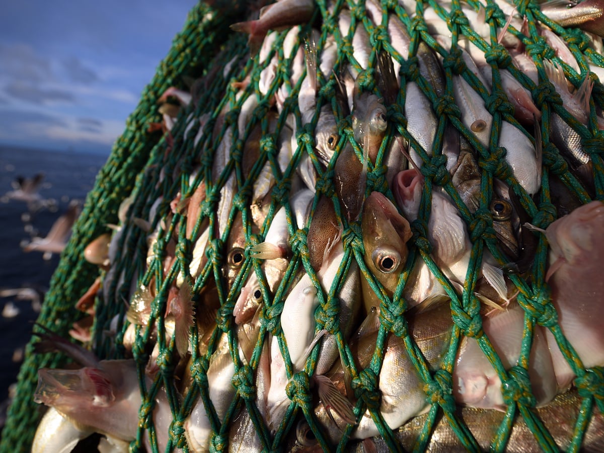 UK trawlers ignoring ban on discarding edible fish at sea | Fishing | The  Guardian