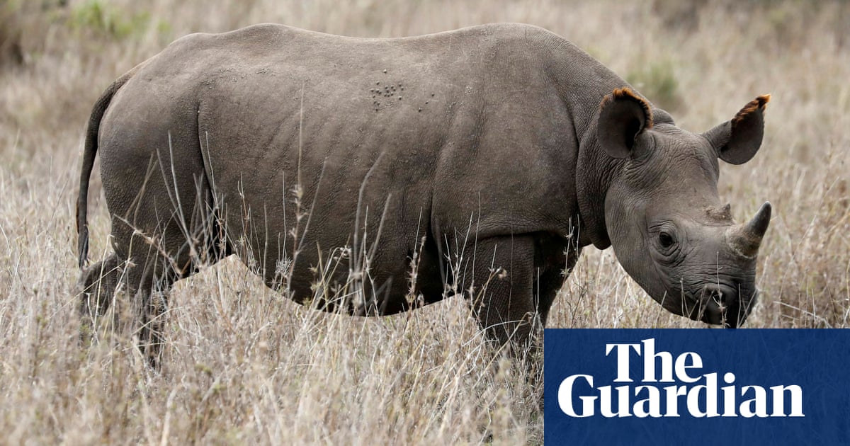 South Africa grants permits to hunt 10 critically endangered black rhino