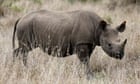 South Africa grants permits to hunt 10 critically endangered black rhino