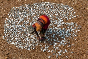 A Tamil woman sets a handful of small fish to dry in the midday sun in southern India.