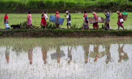 Rice-planting season in Nepal