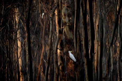 Warning after Aussie's common discovery at base of tree: 'Stay away