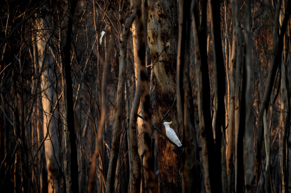 A sulphur-crested cockatoo sits among burnt trees at Kosciuszko national park in New South Wales