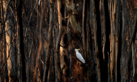 A sulphur-crested cockatoo sits among burnt trees at Kosciuszko national park in New South Wales