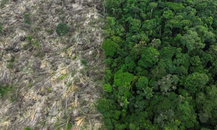 An aerial shot of a deforested area showing lush green trees on the right side of the photo and brown land dotted with felled trees on the left