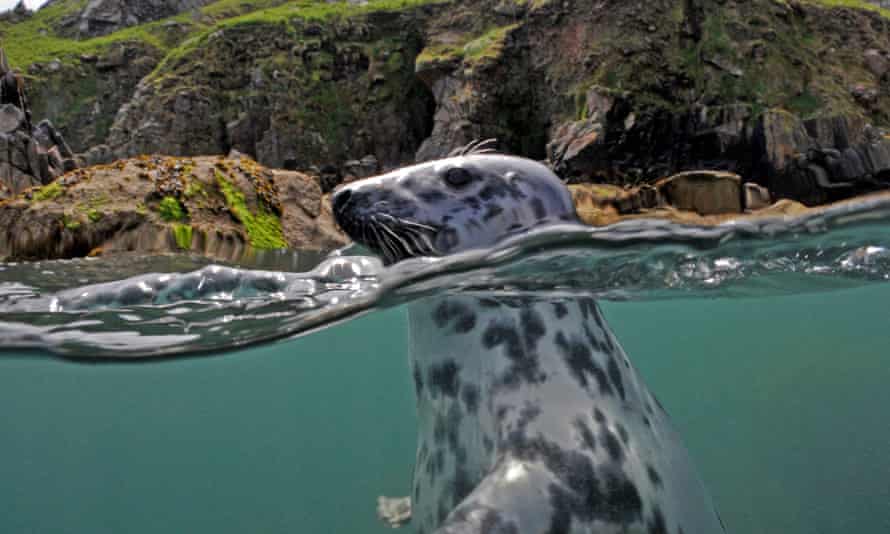 Gray seal off Lundy, UK.